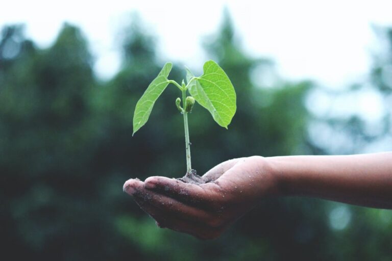 Socially Responsible Green Investments At Deep Blue Financial Chicago