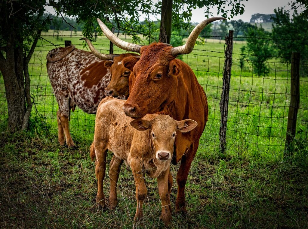 this is a photo of long horn cattle from texas