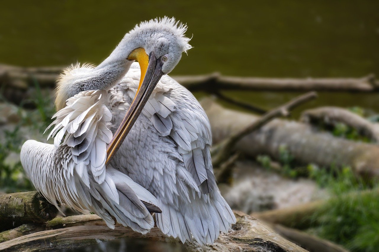 this is a photo of a pelican